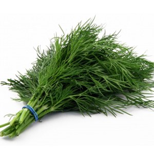 Dill -- Bunch