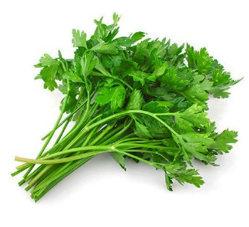 Parsley Italian -- Bunch