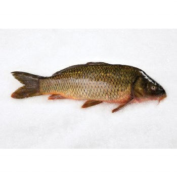 Red Carp -- Per Lb