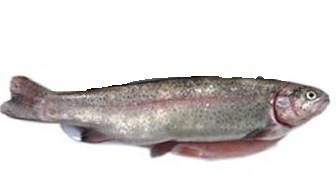 Red Trout -- Per Lb