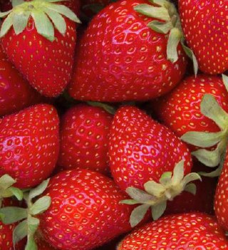 Gem Pack Strawberries