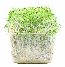 Alfalfa Sprouts -- Package