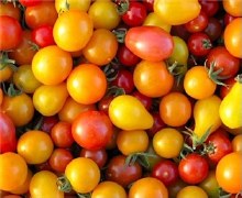 Cherry Tomatoes Medley -- Package