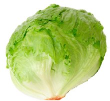 Lettuce Iceberg -- Each