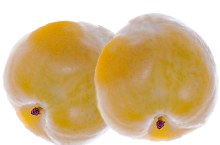 Plums Yellow -- Per Lb