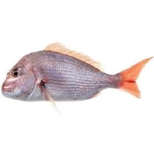 Red Snapper -- Per Lb