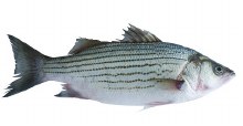 Striped Bass -- Per Lb