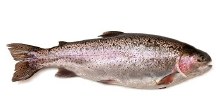 White Trout -- Per Lb