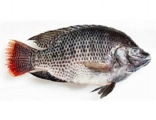 Tilapia Whole Fish -- Per Lb