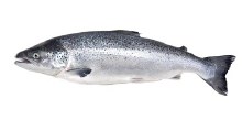 Chinook King Salmon Whole -- Per LB