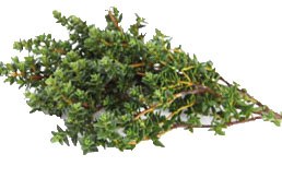 Thyme .75 oz