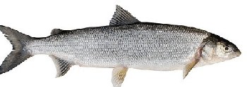 White Fish -- Per Lb