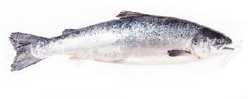 Whole Salmon 4-6 Lbs