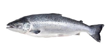 Chinook King Salmon Whole -- Per LB