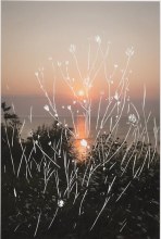 Fiona Freemark, Sunrise/Queen Anne's Lace