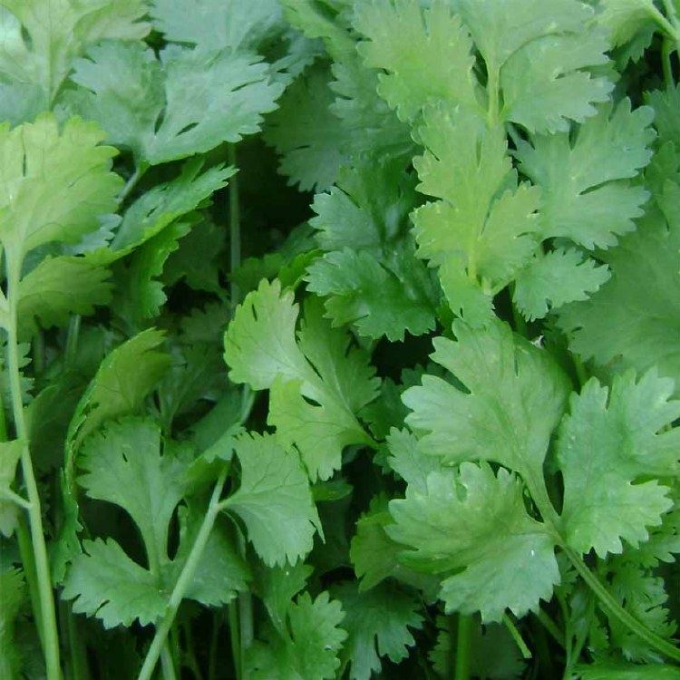 Herb Coriander Bunch