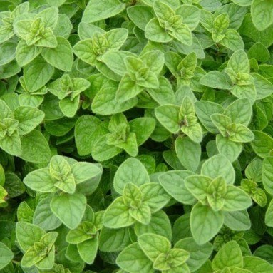 Herb Oregano Bunch