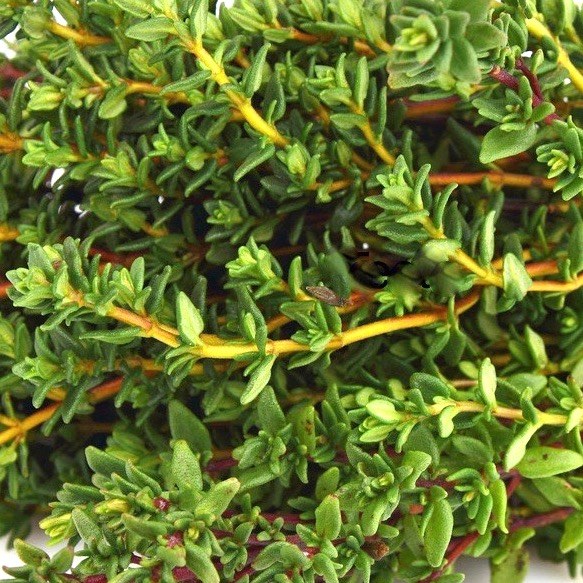 Herb Thyme Bunch