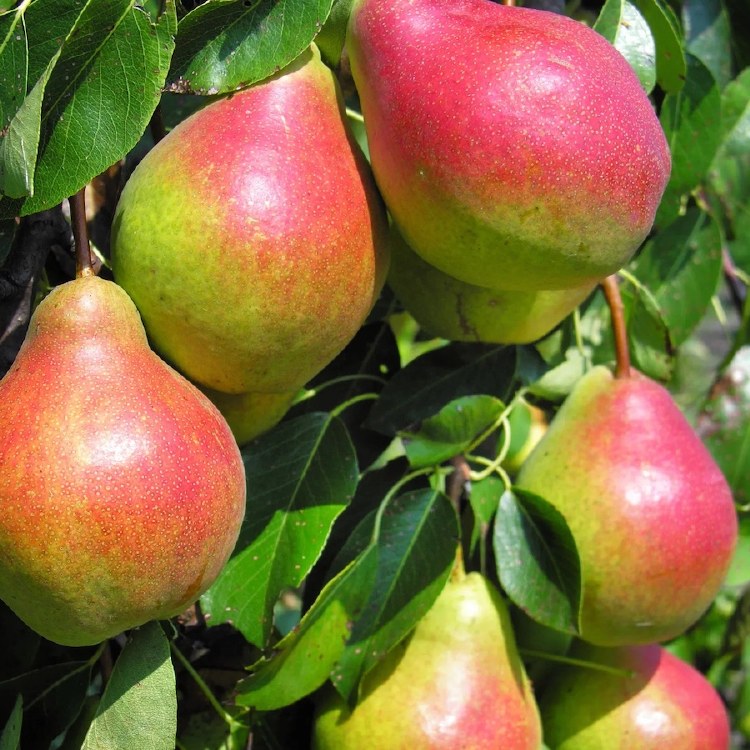 Pears Corella Kilo Buy 1kg