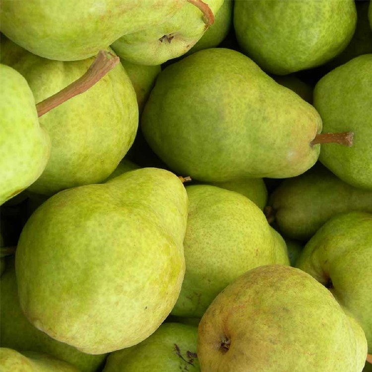 Pears Packham 500gm