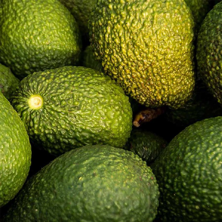 Avocado Hass Each