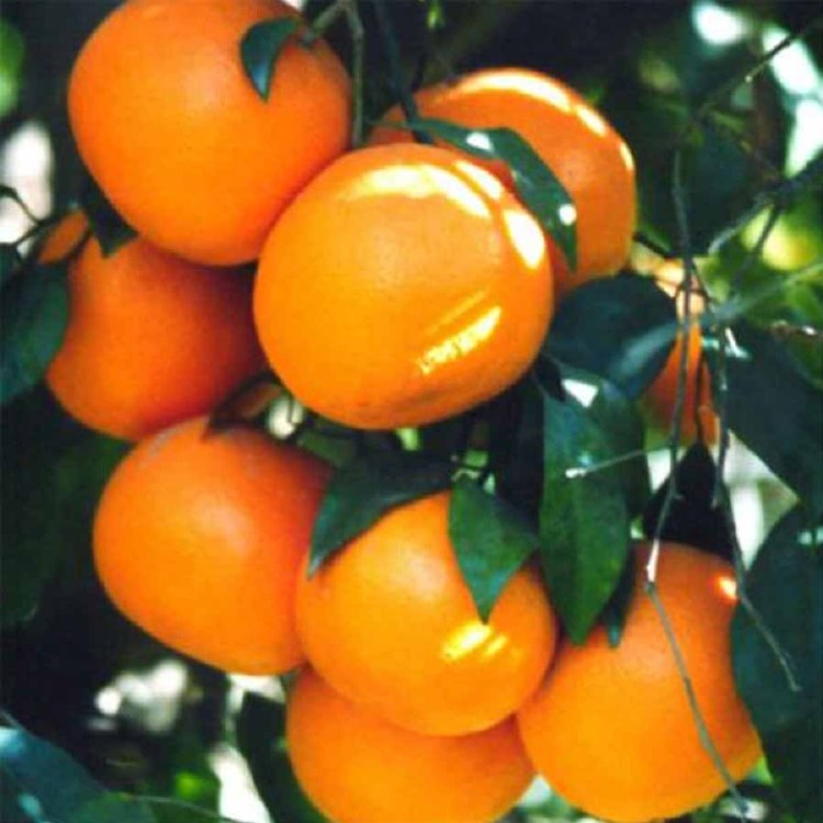 Mandarins Daisy Kilo Buy 1kg