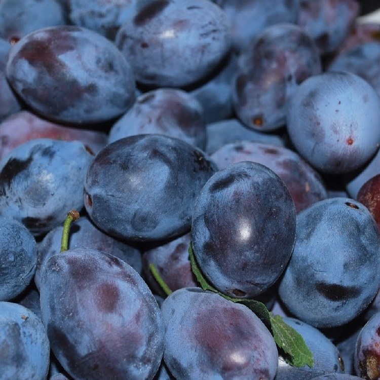 Plums Angelina 500gm