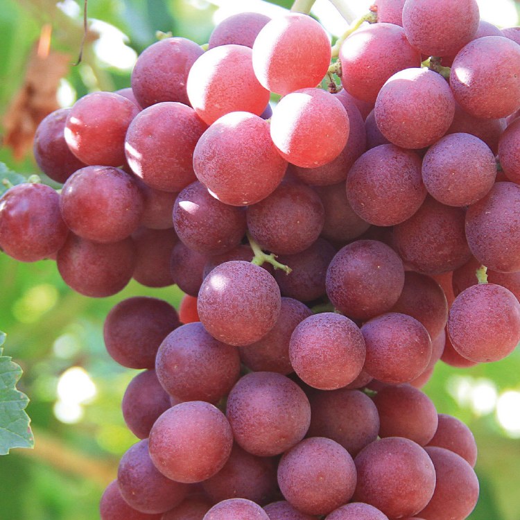 Grapes  Magenta Seedless 500gm