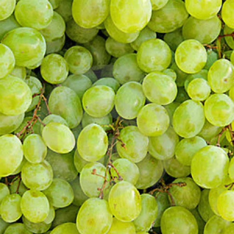 Grapes  Sultana Seedless 500gm