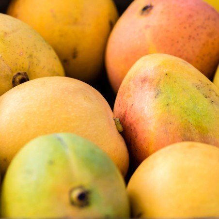 Mango Kensington Pride Each