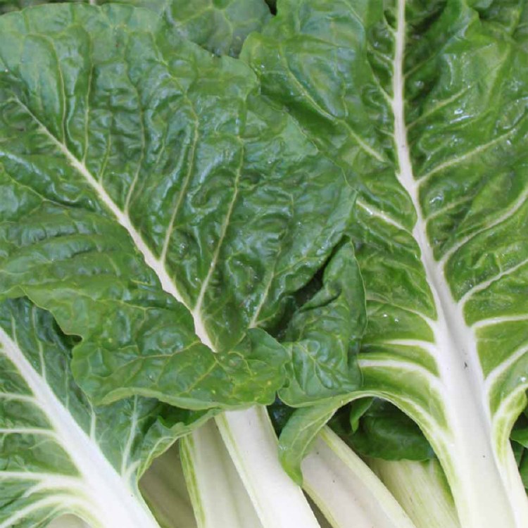 Silverbeet Bunch