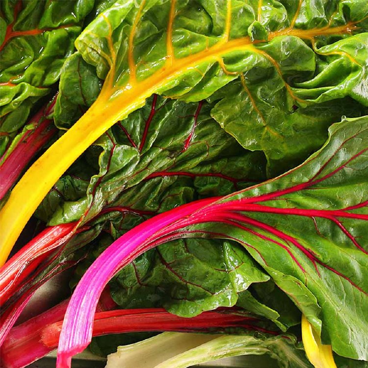 Silverbeet Rainbow Bunch