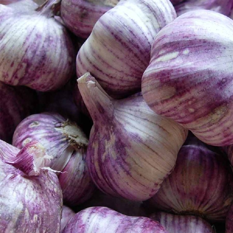 Spice Garlic Purple/White 100gm