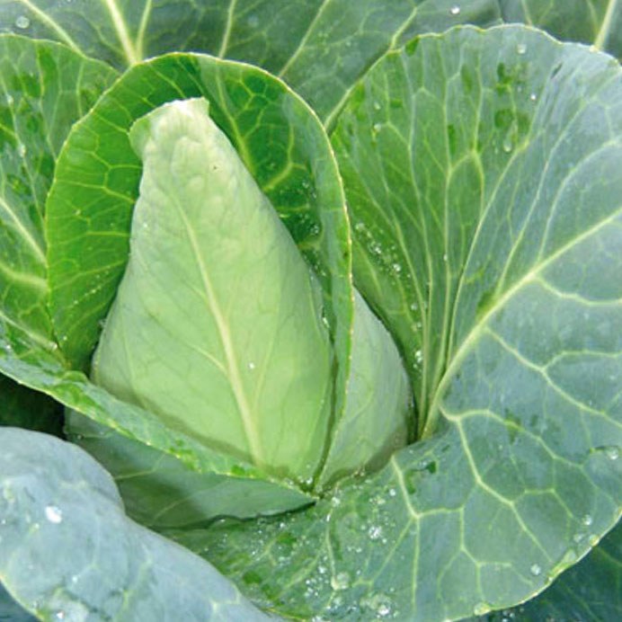 Cabbage Sugar Loaf Whole