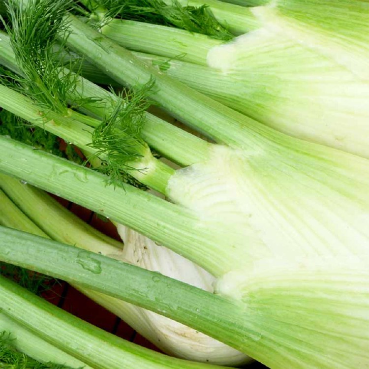 Fennel Bulb Bunch