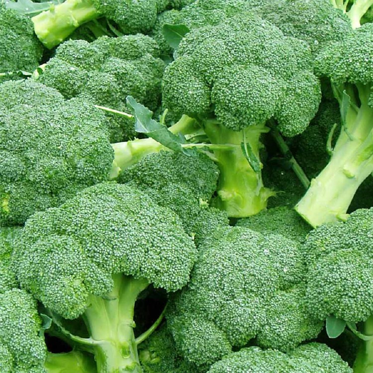 Broccoli Each - Ripe n Raw Organics