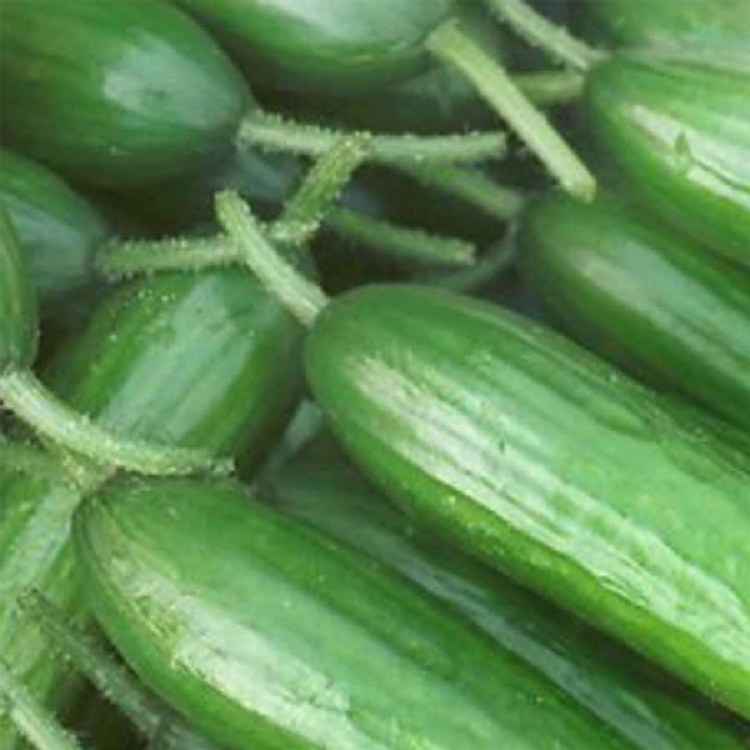 Cucumber Lebanese Glasshouse 500gm