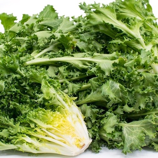Lettuce Curly Endive Bunch