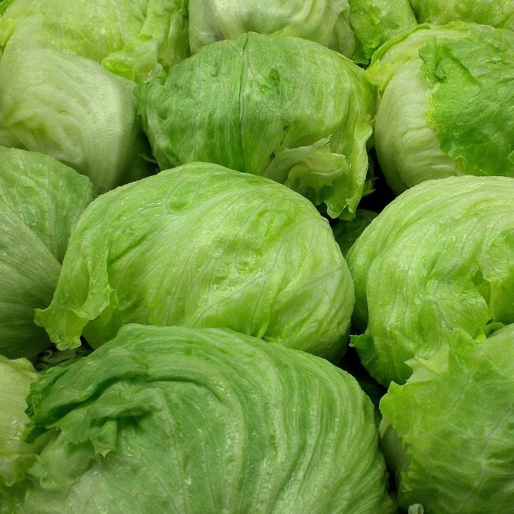 Lettuce Iceberg Each