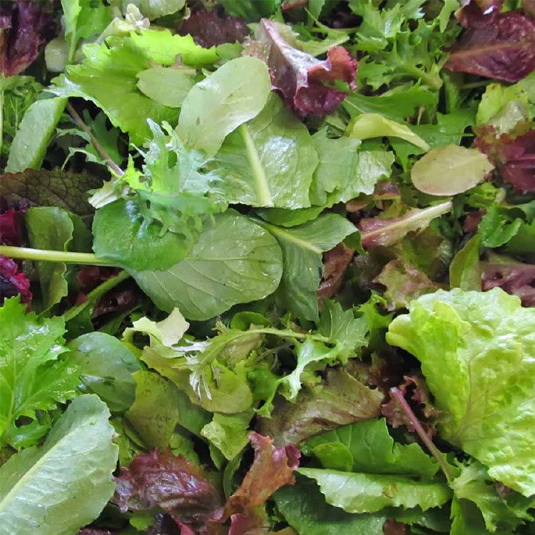 Lettuce Salad Mix 120gm Punnet