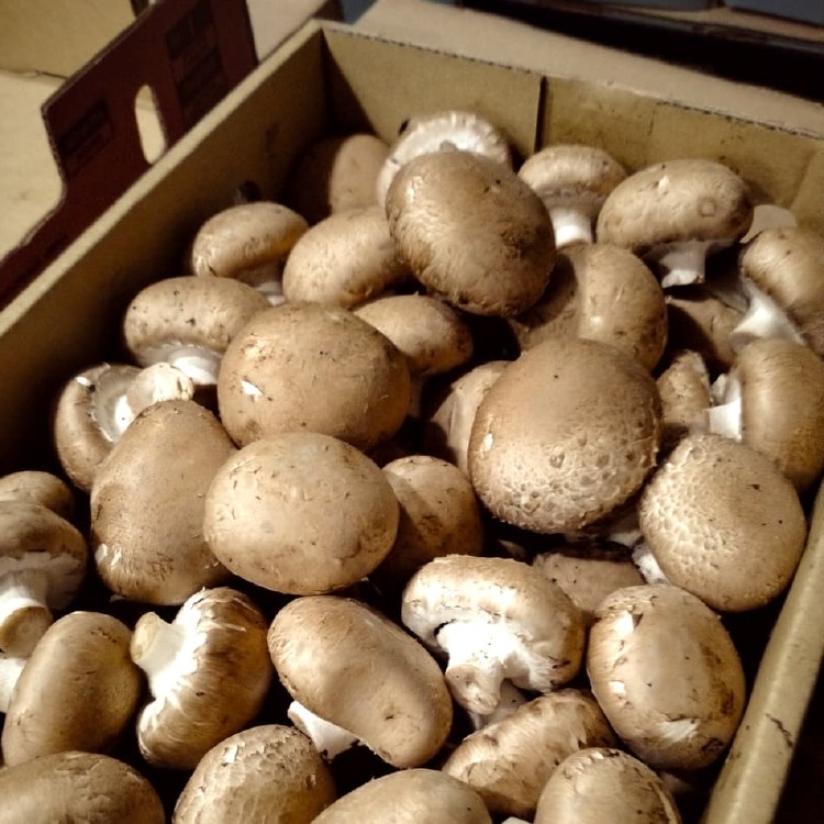 Mushroom Swiss Brown 2kg Bulk Tray