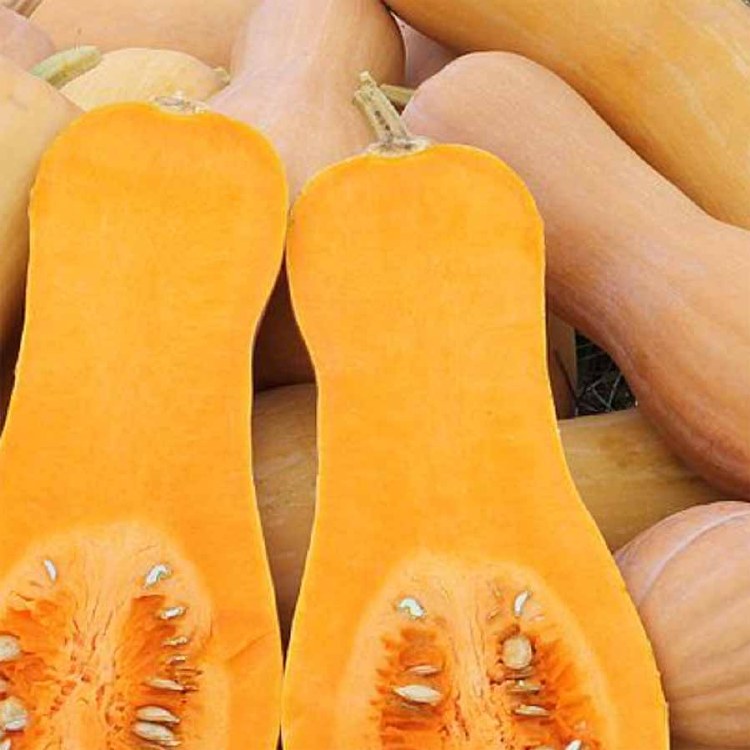 Pumpkin Butternut 500gm