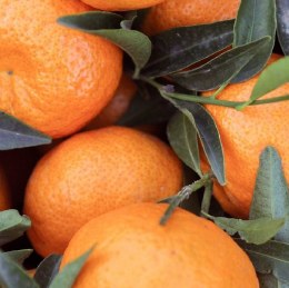 Mandarin Avana 500gm