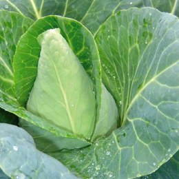 Cabbage Sugar Loaf Whole