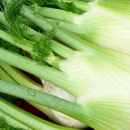 Fennel Bulb