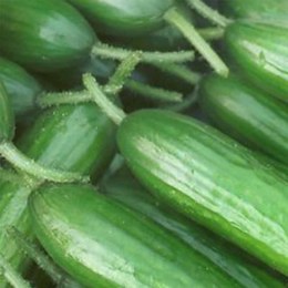 Cucumber Lebanese 500gm