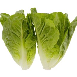 Lettuce Baby Cos 2 Pack