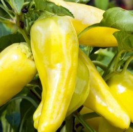 Capsicum Yellow 300gm