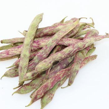 Fresh Cranberry Beans