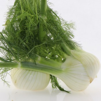 Fennel